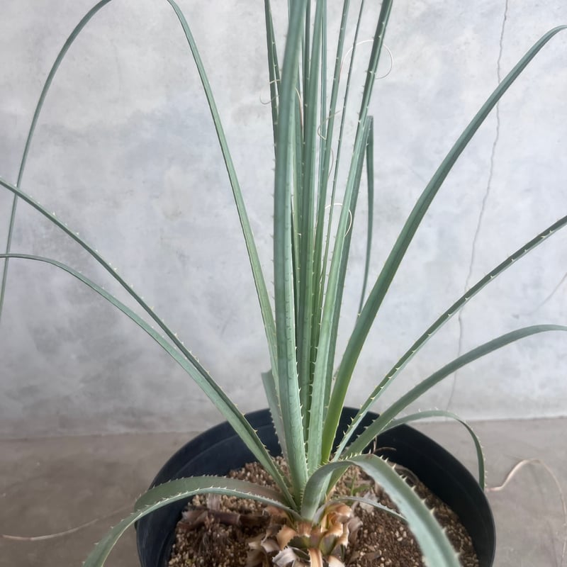 ダシリリオン グラウコフィラム ダシリリオン グラウコフィルム