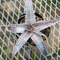 「産直」Dyckia HU-5 Hybrid