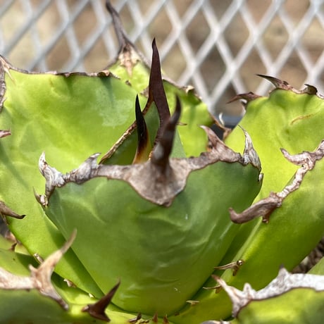 「産直」Agave titanota