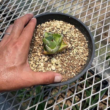 「産直」Agave titanota 'Juggernaut '
