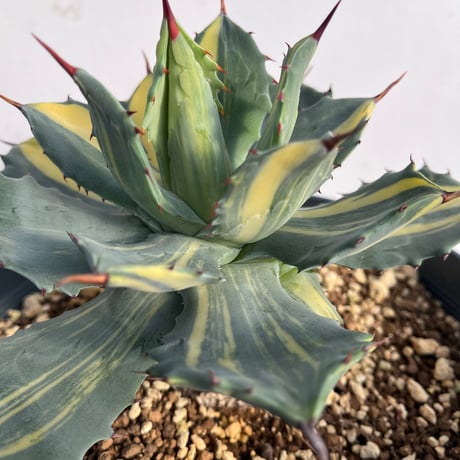 Agave isthmensis ‘youkihi’