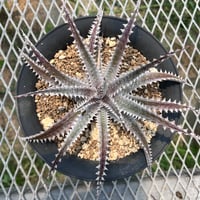 「産直」Dyckia 'Heaven&Hell'×('Toothy'×'R.kaz')
