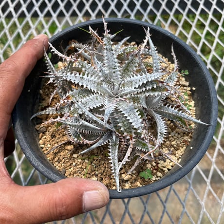 「産直」Dyckia fosteriana