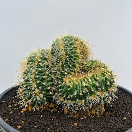 Echinocactus grusonii f. crist.