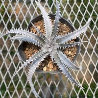 「産直」Dyckia fosteriana
