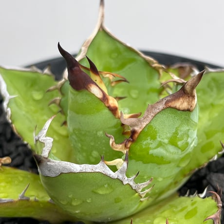 Agave titanota Black Fire 1