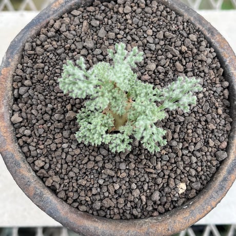 Sarcocaulon multifidum