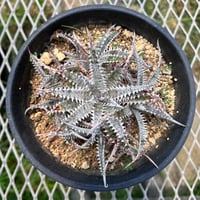 「産直」Dyckia fosteriana