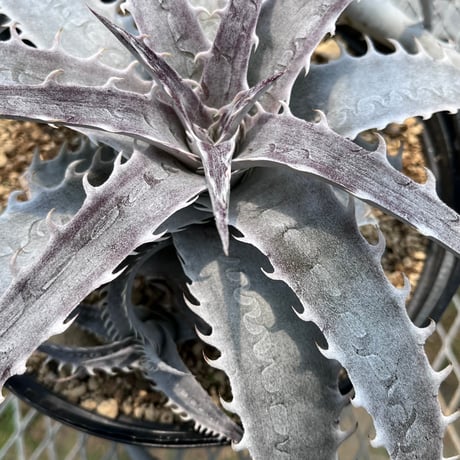 「産直」Dyckia  'Dancing Dervish'