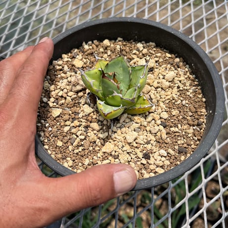 「産直」Agave titanota 'Hades'