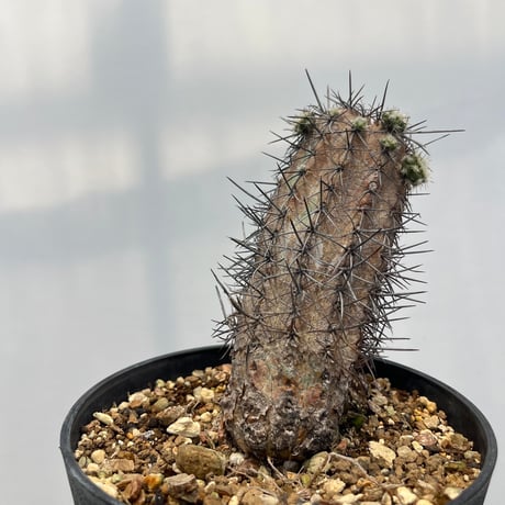 Copiapoa lembckei