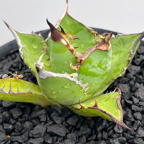 Agave titanota Black Fire 1