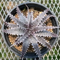 「産直」Dyckia HU-5 Hybrid