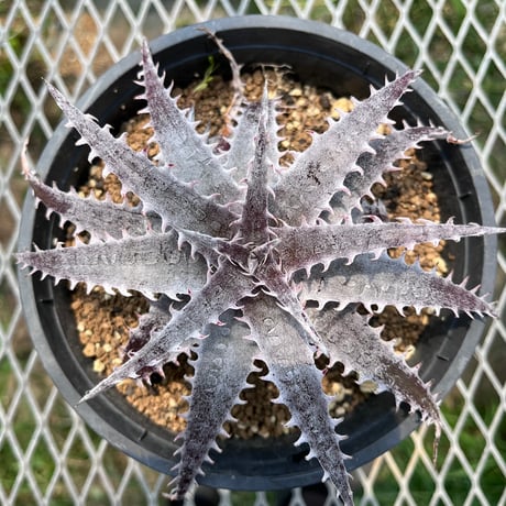 猿 Dyckia おまとめ5株 Dyckia 'HU-5 × Bill Baker' の生育記録 - BBYの観葉植物 Discussion Note