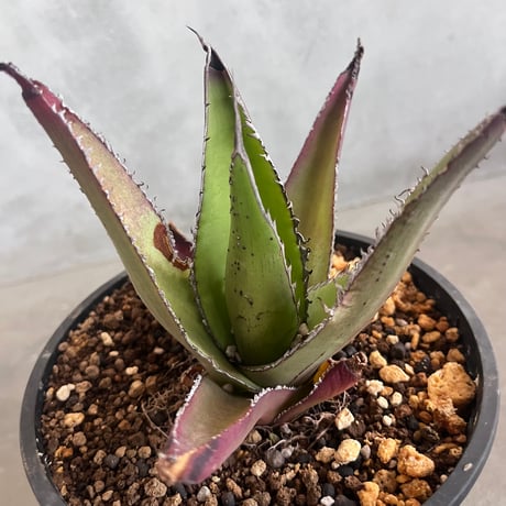 Agave megalodonta