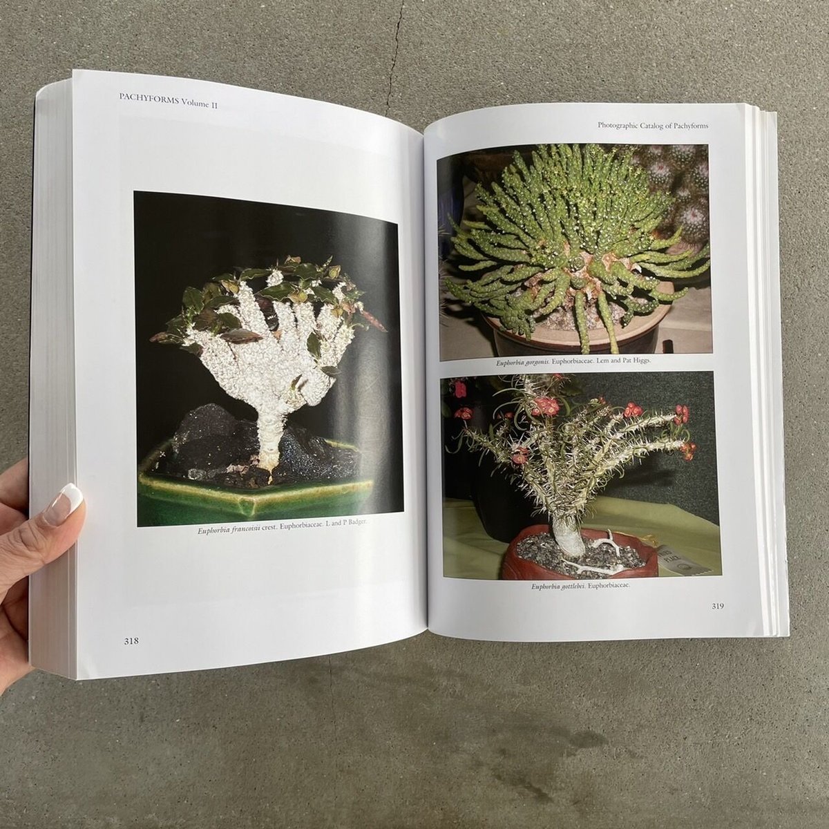 洋書 Pachyforms Caudiciform Plants コーデックス本 洋書 Pachyforms Caudiciform Plants コーデックス本 洋書