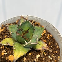 Agave titanota 'phenix'