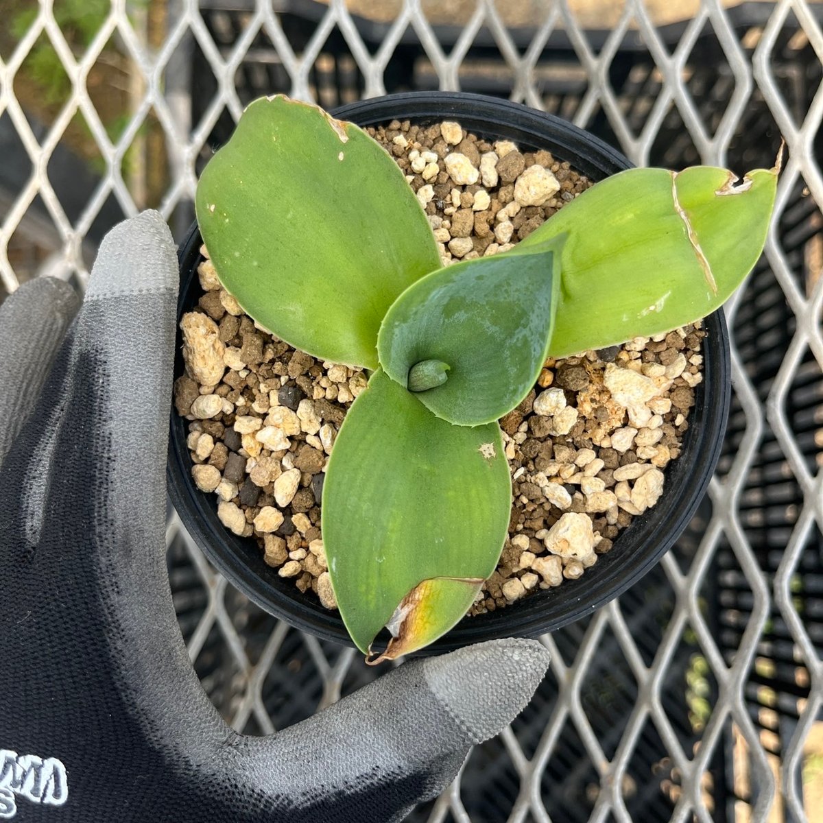 Agave pachycentra 'Flying Saucer' 1 | curious
