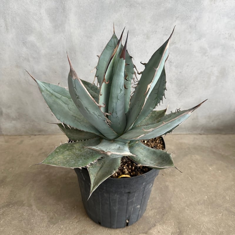 agave titanota WTC-99 コレクション株 アガべ チタノタ
