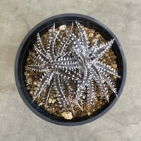 Dyckia hyb.Tarzan04×BBK Star
