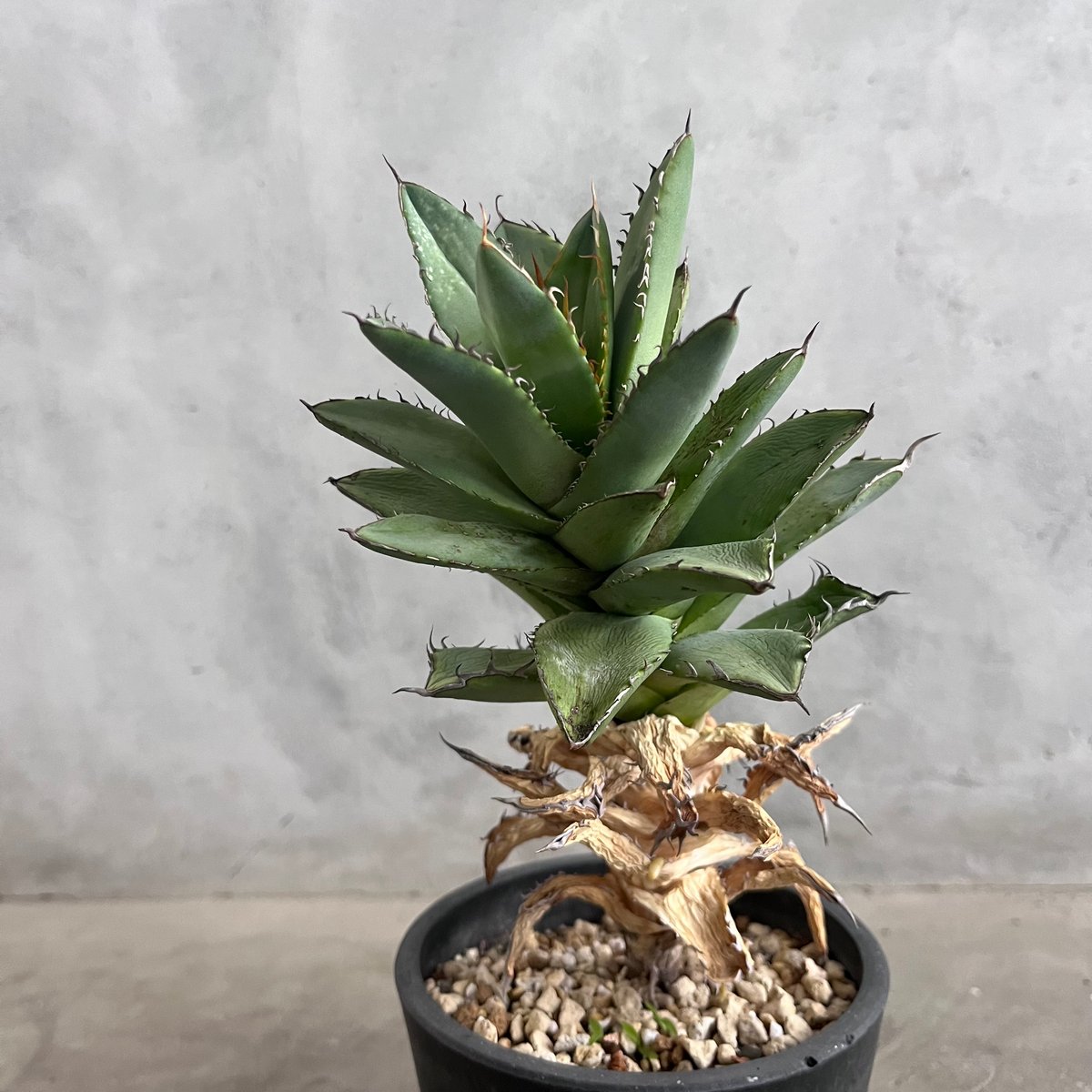 Agave titanota 