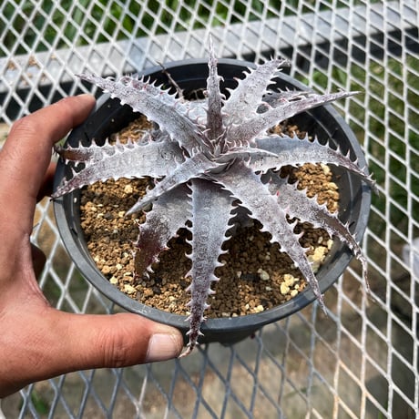 「産直」Dyckia HU-5 Hybrid