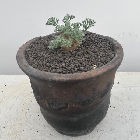 Sarcocaulon multifidum
