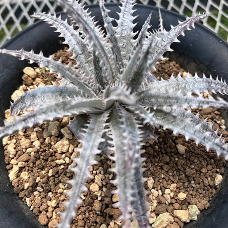 「産直」Dyckia 'Gray Ops'×'Bone'