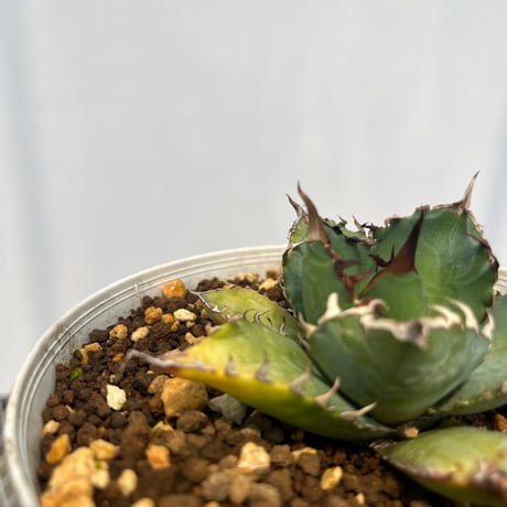Agave titanota 'phenix'