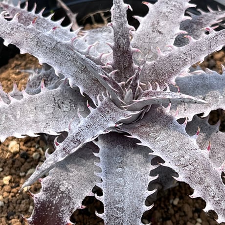 「産直」Dyckia HU-5 Hybrid