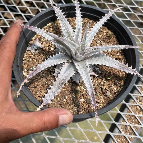 「産直」Dyckia goehringii ×  'Gray ops' 1