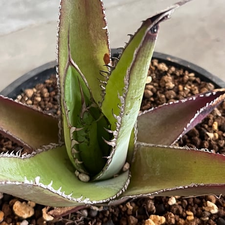 Agave megalodonta