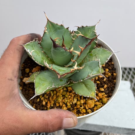 Agave titanota 'phenix' 4
