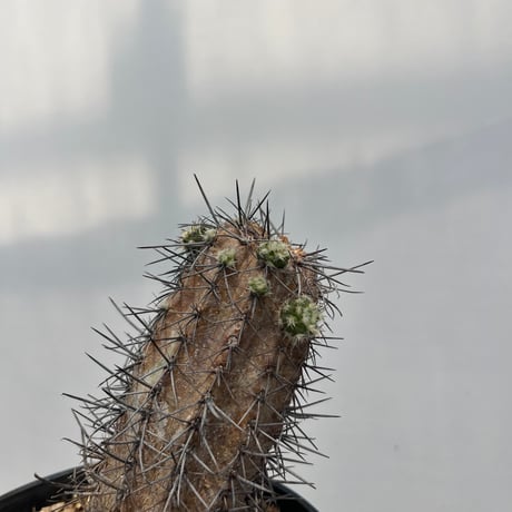 Copiapoa lembckei
