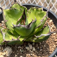 「産直」Agave titanota