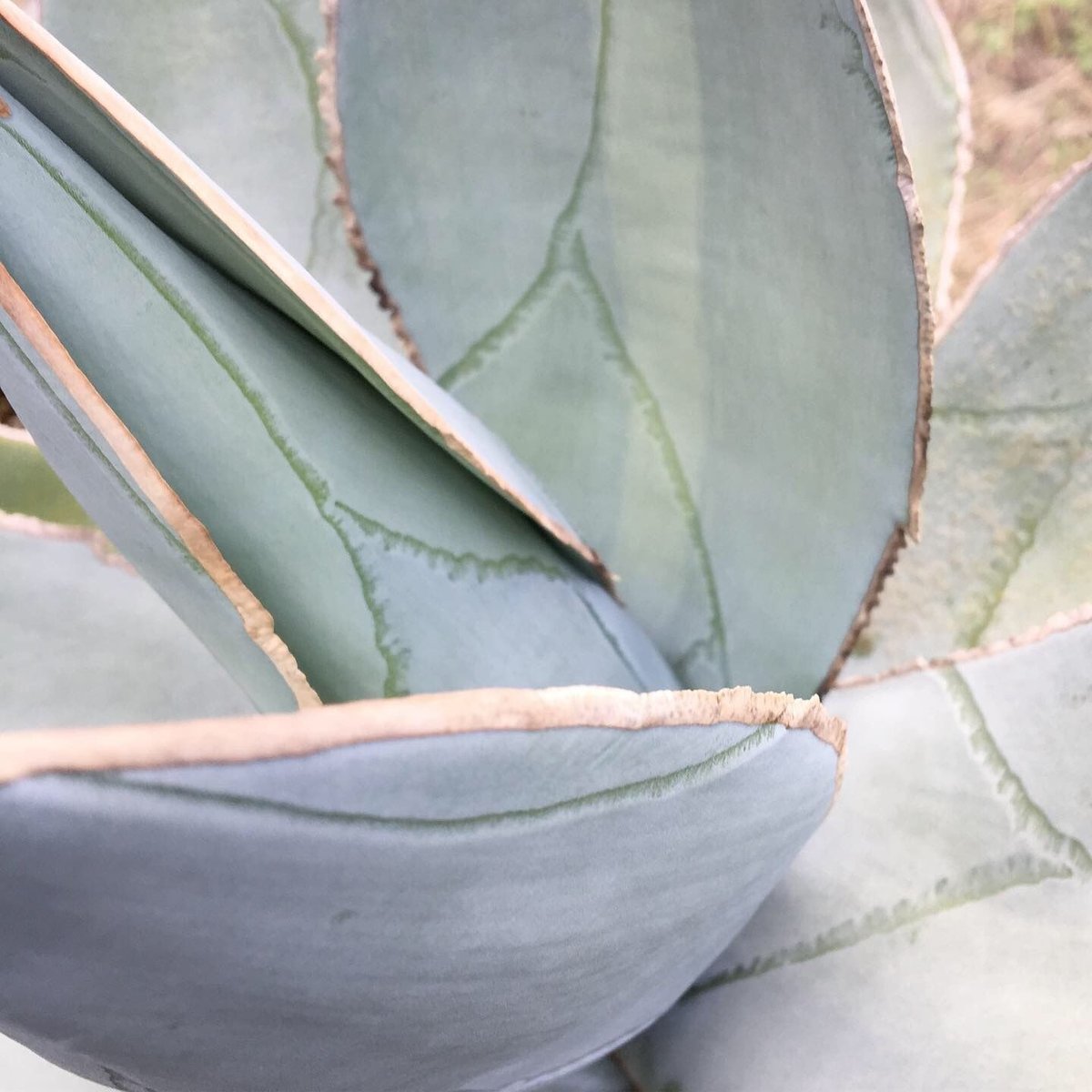 Agave titanota 'Smooth Edge' 1 | curious plants Agave titanota 'Smooth Edge' 1 | curious plants