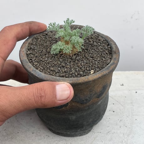 Sarcocaulon multifidum
