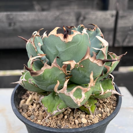 CATEGORY Agave | curious plants works