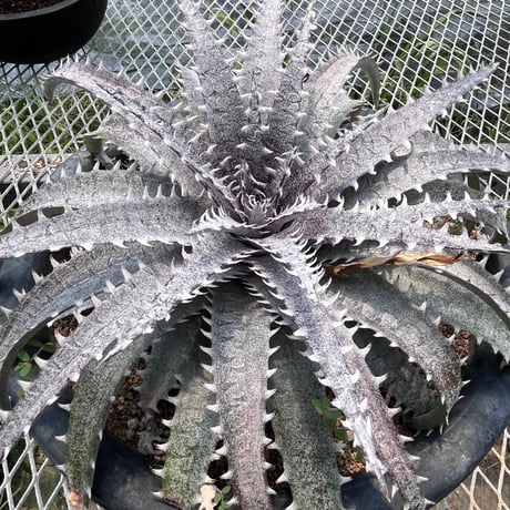「産直」Dyckia hyb. 'Marilera'×'Heaven&Hell'