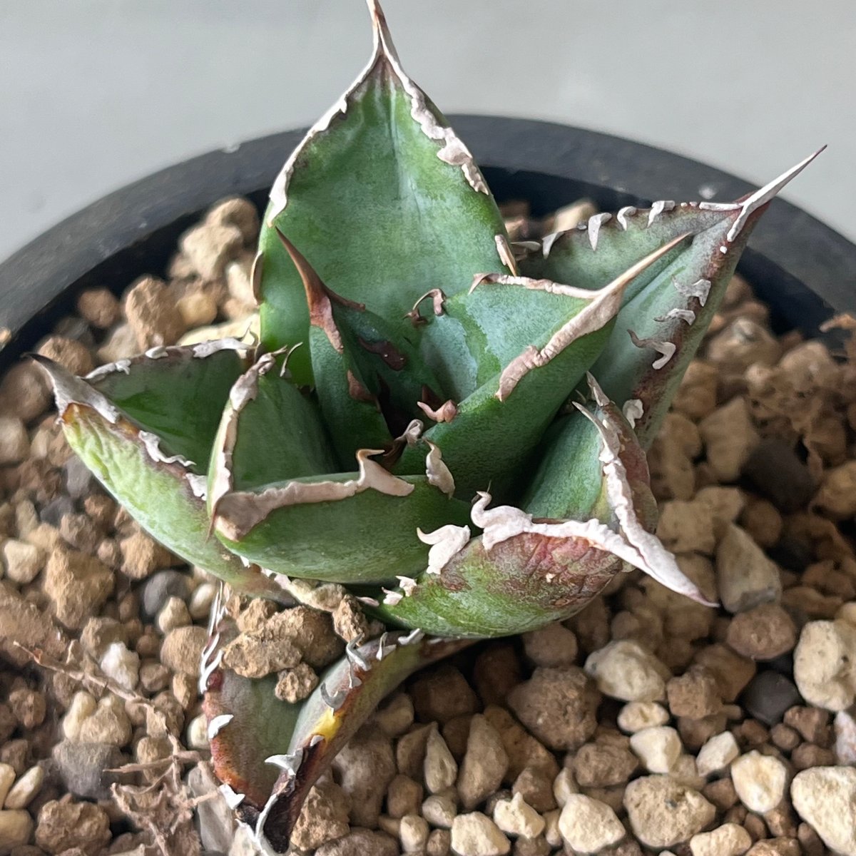 Agave titanota FO-076 ① | curious plants works