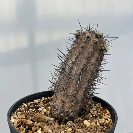 Copiapoa lembckei
