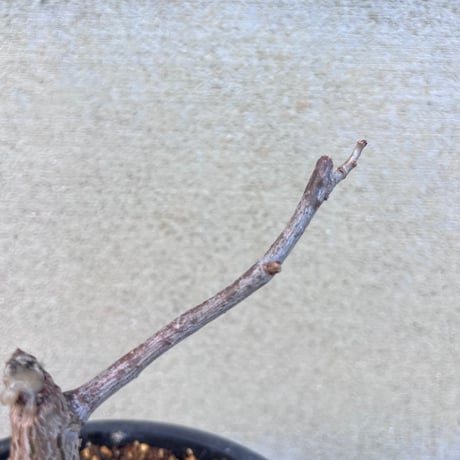 Bursera simplicifolia