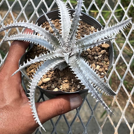 「産直」Dyckia fosteriana