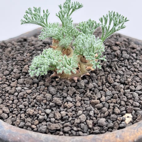 curious plants works