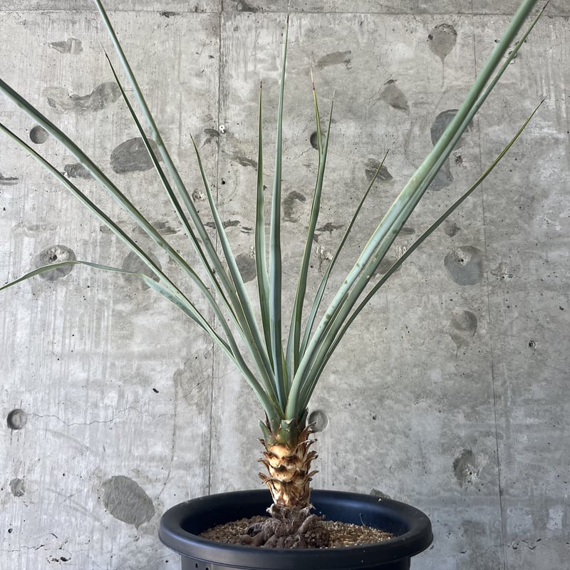 Yucca rigida | curious plants works