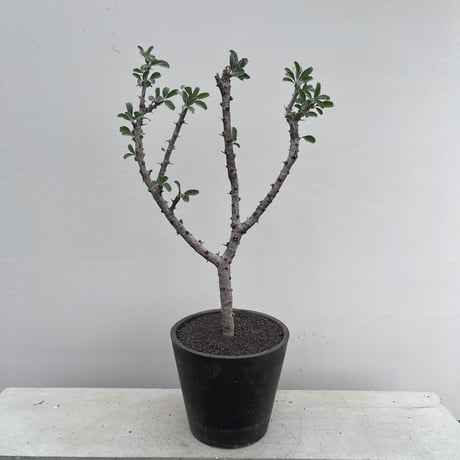 Sesamothamnus lugardii | curious plants works