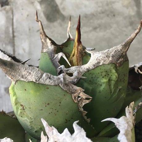 CATEGORY Agave | curious plants works