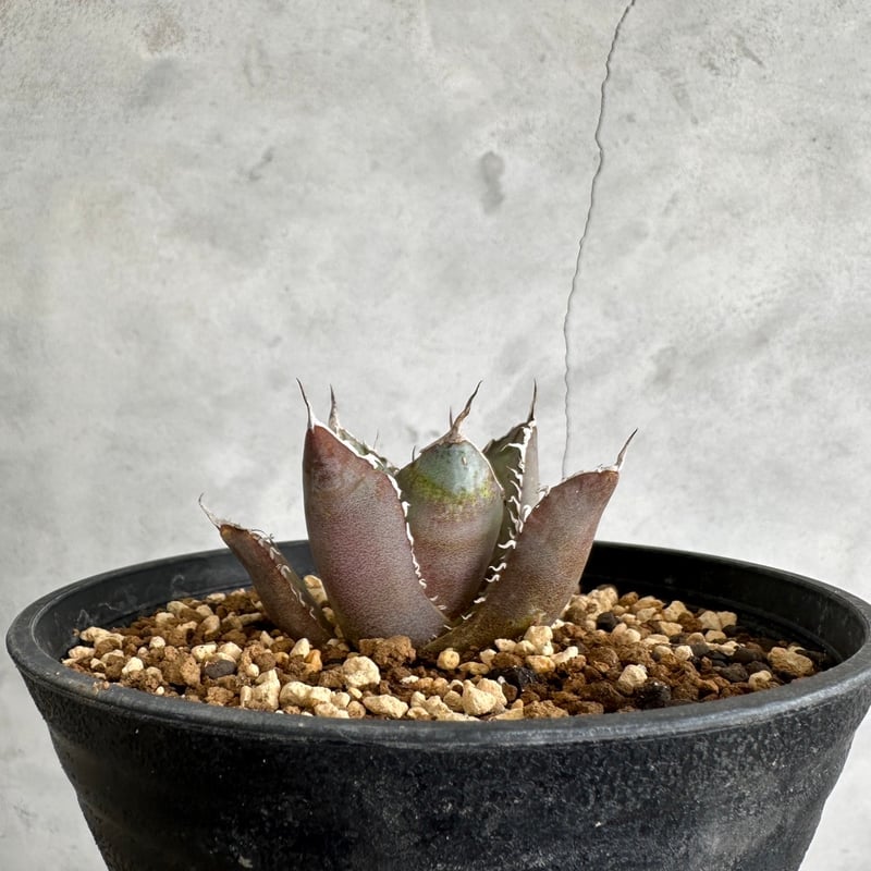 唯一無二オーロラ 耐光 耐寒あり 検(agave FO 076 くち 唯一無二オーロラ 耐光 耐寒あり 検(agave FO 076 くち