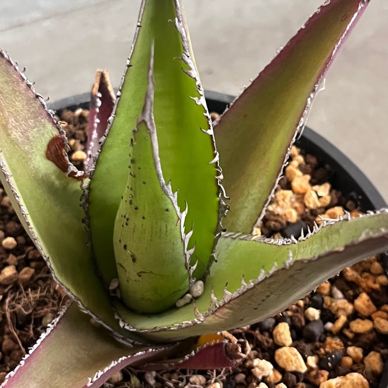多肉植物　発根済み　アガベ・メガロドンタ（Agave megalodonta） 多肉植物 発根済み アガベ・メガロドンタ（Agave megalodonta） 多肉