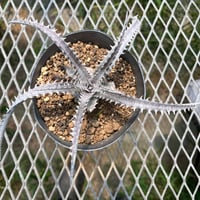 「産直」Dyckia fosteriana
